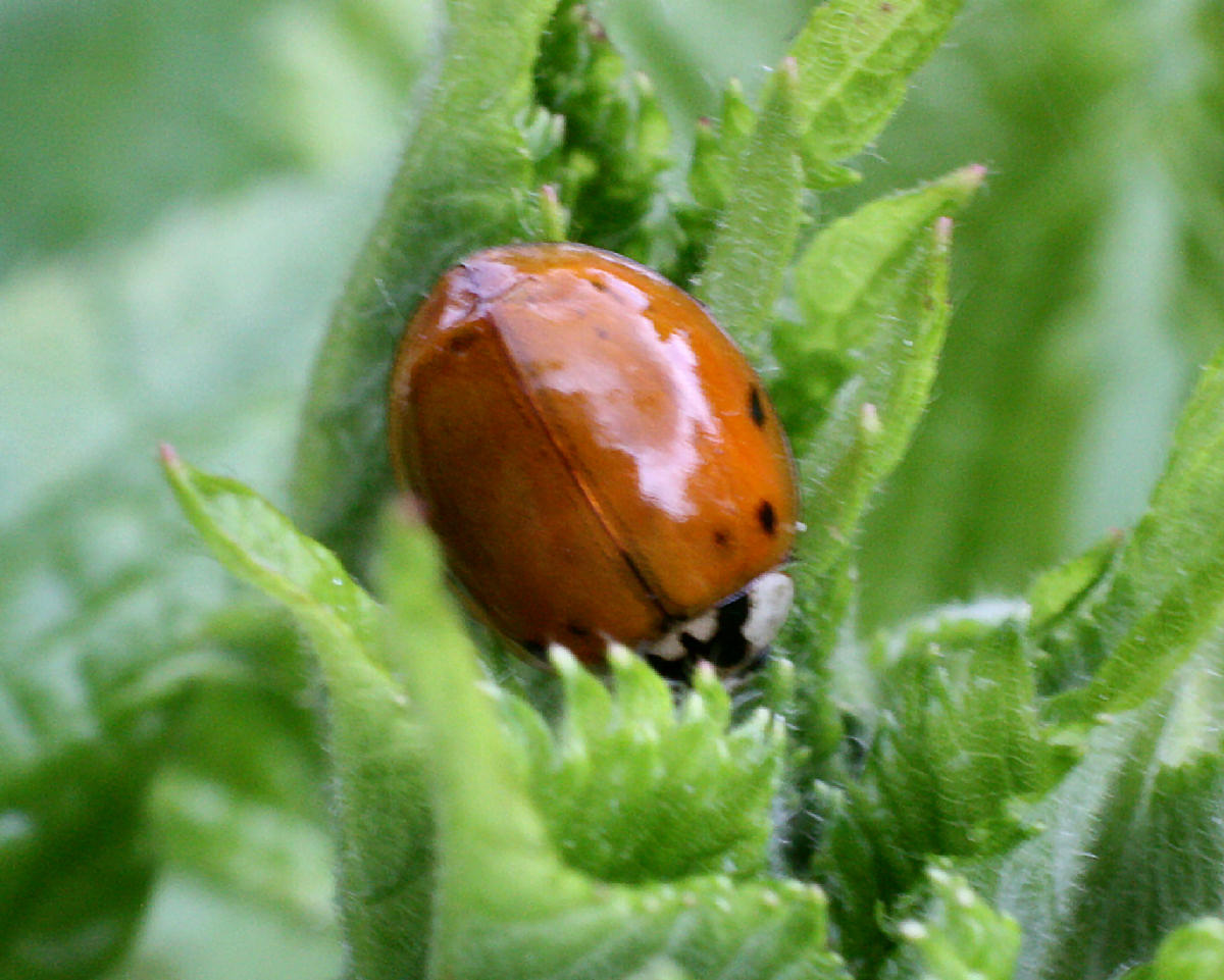 Harmonia axyridis - slavata ?